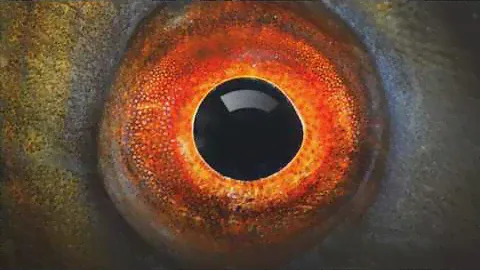 4T Thieves - Eyes Wide Open (Faex Optim Mercury Drone Mix)